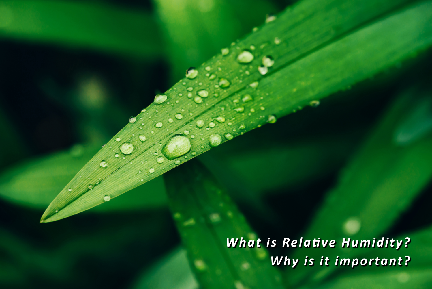 What is Relative Humidity and Why do we need to measure?