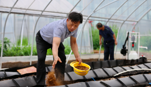 preparing-strawberry-bed-050820